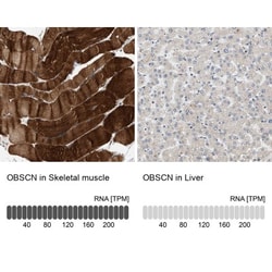 OBSCN Antibody, Novus Biologicals 25 &mu;L | Buy Online | Novus Biologicals | Fisher Scientific